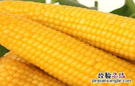 玉米出现多穗现象是咋回事儿 玉米多穗的原因