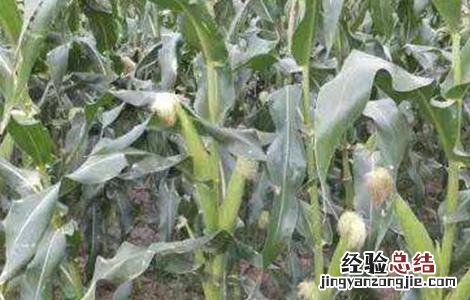 玉米出现多穗现象是咋回事儿 玉米多穗的原因