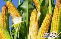 玉米出现多穗现象是咋回事儿 玉米多穗的原因