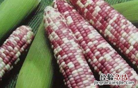 玉米出现多穗现象是咋回事儿 玉米多穗的原因