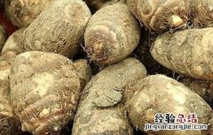 种植芋头需要的条件和方法 种植芋头需要的条件