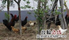 农村养鸡影响邻居谁管 影响市容环境要受处罚