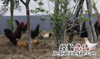农村养鸡影响邻居谁管 影响市容环境要受处罚