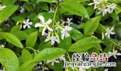 络石藤的营养价值 络石藤的药用价值