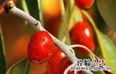 沙枣仁的功效与作用及禁忌 沙枣仁的功效与作用及禁忌症