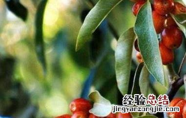 沙枣仁的功效与作用及禁忌 沙枣仁的功效与作用及禁忌症