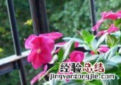 长春花如何播种 长春花如何播种 长春花的繁殖方法