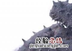 干海参怎么保存放冷冻还是冷藏 干海参怎么保存