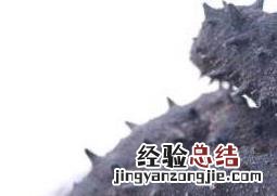 干海参怎么保存放冷冻还是冷藏 干海参怎么保存