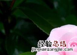 山茶花的养殖养护方法有哪些 山茶花的养殖养护方法
