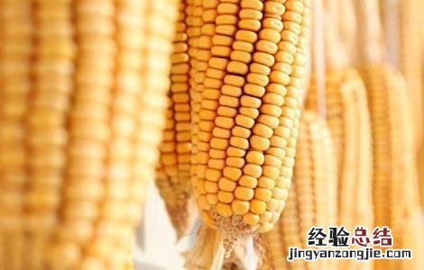 导致玉米分叉的原因 玉米出叉的原因