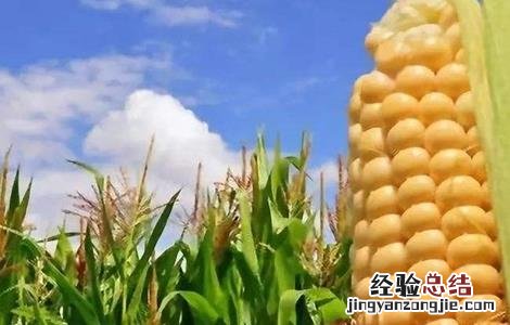 导致玉米分叉的原因 玉米出叉的原因