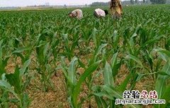 导致玉米分叉的原因 玉米出叉的原因