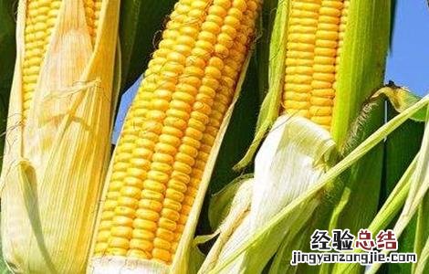 导致玉米分叉的原因 玉米出叉的原因