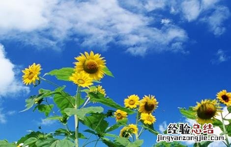 向日葵的种植条件和种植方法 向日葵种植需要的条件