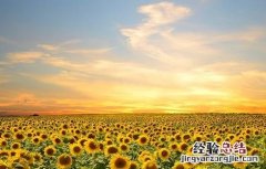 向日葵的种植条件和种植方法 向日葵种植需要的条件