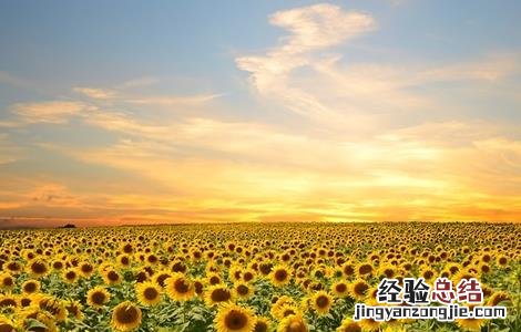 向日葵的种植条件和种植方法 向日葵种植需要的条件
