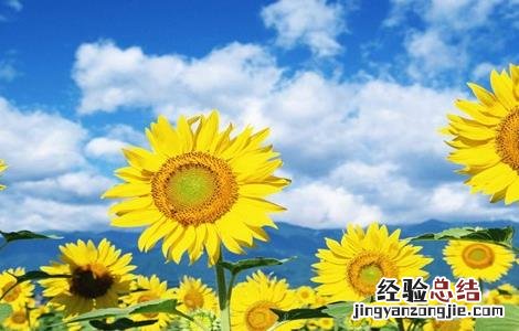 向日葵的种植条件和种植方法 向日葵种植需要的条件