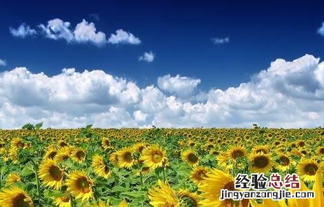 向日葵的种植条件和种植方法 向日葵种植需要的条件