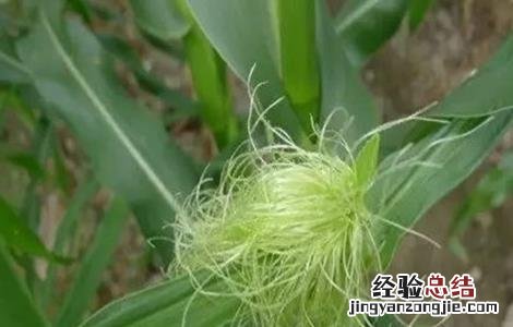 玉米不结棒的原因 玉米不结棒的原因分析