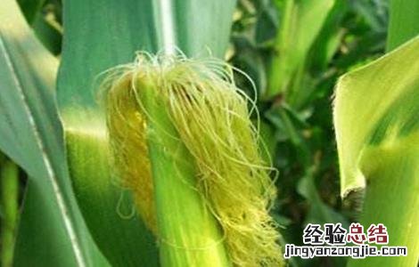 玉米不结棒的原因 玉米不结棒的原因分析