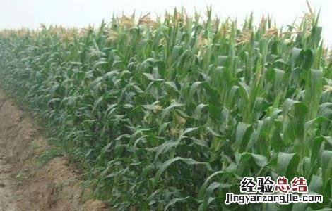 玉米不结棒的原因 玉米不结棒的原因分析