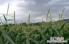 玉米不结棒的原因 玉米不结棒的原因分析