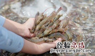 绿茶虾冻怎么做 冻虾做法大全家常做法