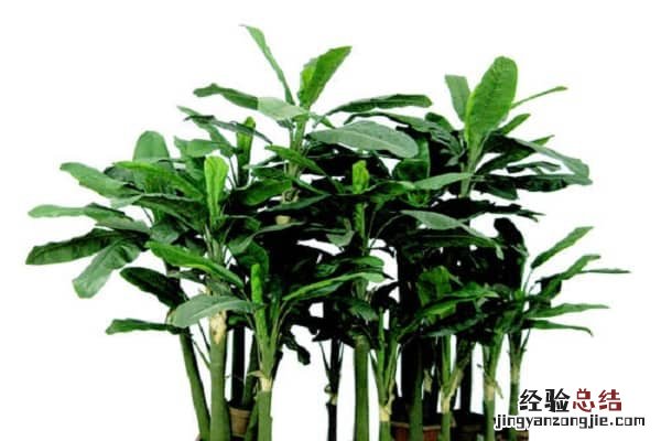 房间里放什么植物可以净化空气,养护方法整理