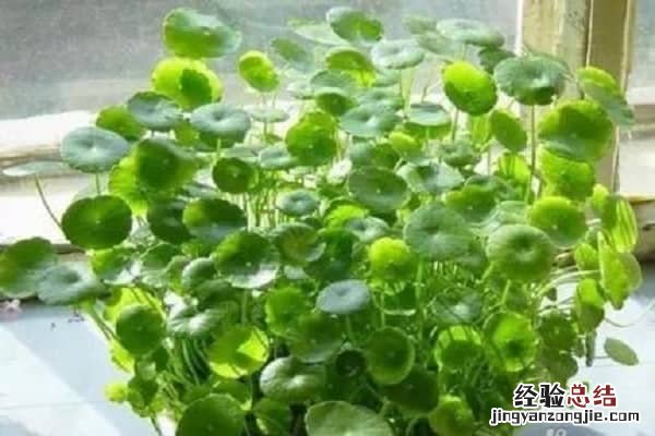 房间里放什么植物可以净化空气,养护方法整理