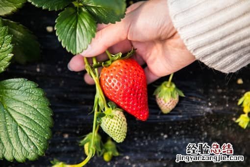 吃草莓得出血热 草莓出血热是什么
