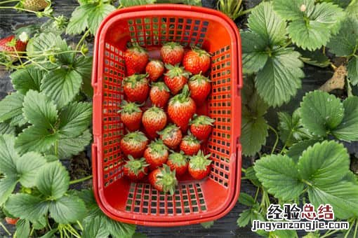 吃草莓得出血热 草莓出血热是什么