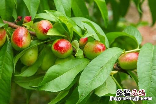 桃树属于先开花后长叶的落叶树 桃树属于先开花后长叶的落叶树蚂蚁新村