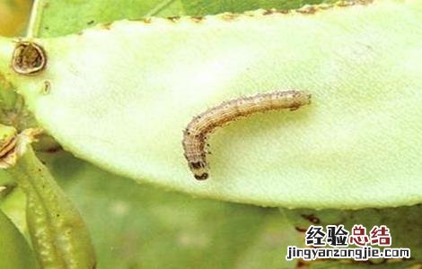 棉花常见病虫害及防治方法 棉花常见病虫害及防治方法做实验目的和意义
