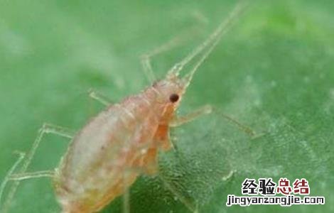 棉花常见病虫害及防治方法 棉花常见病虫害及防治方法做实验目的和意义
