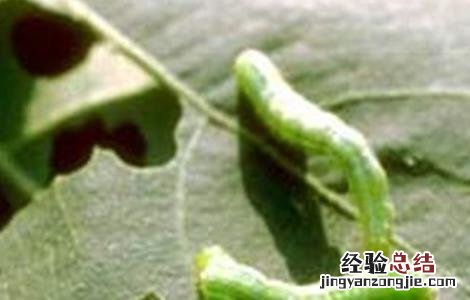 棉花常见病虫害及防治方法 棉花常见病虫害及防治方法做实验目的和意义