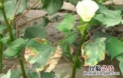 棉花常见病虫害及防治方法 棉花常见病虫害及防治方法做实验目的和意义
