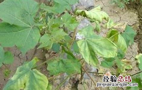 棉花常见病虫害及防治方法 棉花常见病虫害及防治方法做实验目的和意义