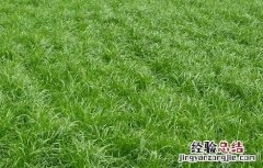 黑麦草怎么露天种植 黑麦草种植技术和方法