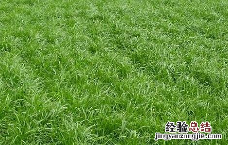 黑麦草怎么露天种植 黑麦草种植技术和方法