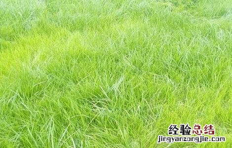黑麦草怎么露天种植 黑麦草种植技术和方法