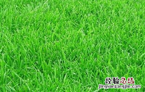 黑麦草怎么露天种植 黑麦草种植技术和方法