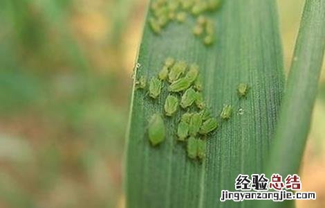 小麦的常见病害以及防治方法 小麦的常见病害以及防治方法视频