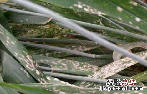 小麦的常见病害以及防治方法 小麦的常见病害以及防治方法视频