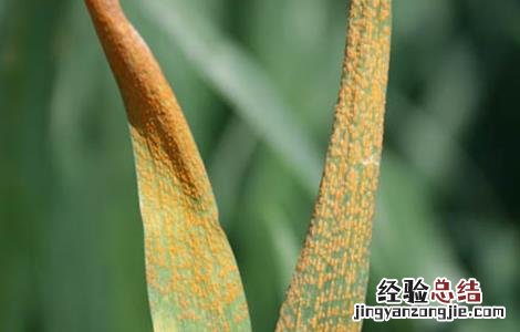 小麦的常见病害以及防治方法 小麦的常见病害以及防治方法视频