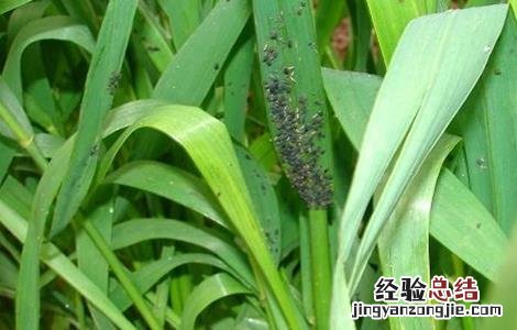小麦的常见病害以及防治方法 小麦的常见病害以及防治方法视频