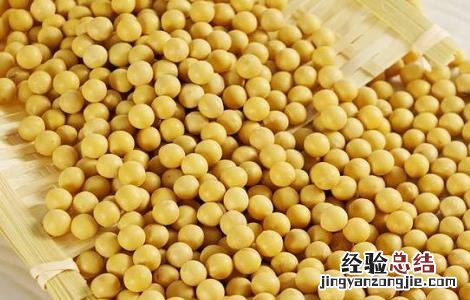 黄豆的种植方法与时间与田间管理视频 黄豆的种植方法与时间