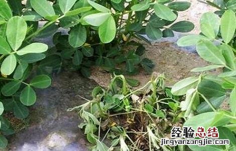 花生种植常见病虫害的防治方法视频 花生种植常见病虫害的防治方法