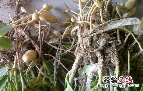 花生种植常见病虫害的防治方法视频 花生种植常见病虫害的防治方法