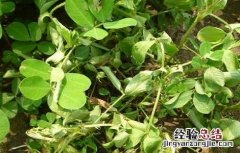 花生种植常见病虫害的防治方法视频 花生种植常见病虫害的防治方法